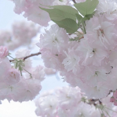 高唐福瑞交流群